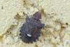 Dyroderes umbraculatus